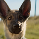 A Dog's Purpose